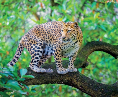 Assam: 7-year-old Boy Dies In Alleged Leopard Attack Assam: 7-year-old Boy Dies In Alleged Leopard Attack-TeluguStop.com