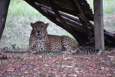  Cheetah Deaths At Kuno Spur Authorities To Initiate A Project Review-TeluguStop.com