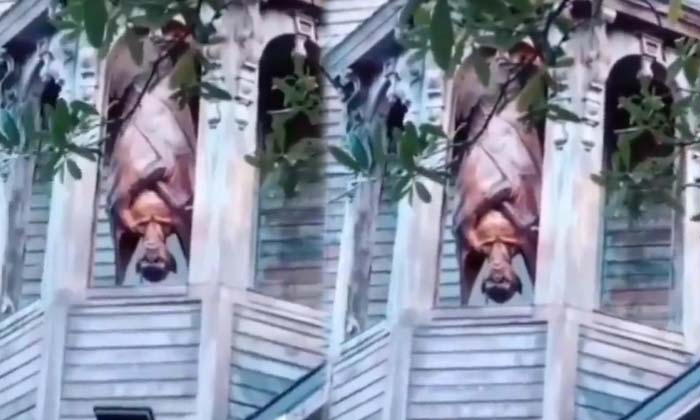 Viral What Is This Strange Creature Hanging Upside Down With A Mans Face , Man Viral What Is This Strange Creature Hanging Upside Down With A Mans Face , Man-TeluguStop.com