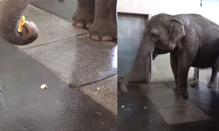  Elephant Peels Banana Before Eating Video Viral Details, Banana Peel, Viral Late-TeluguStop.com