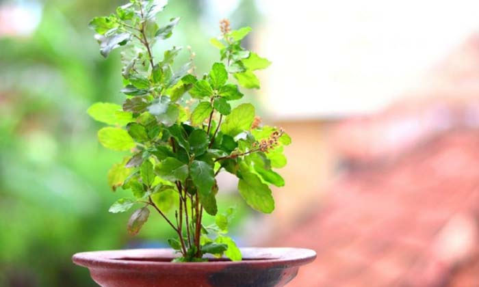 Telugu Basil, Beeruva, Coconut, Dhanalakshmi, Jupiter, Lord Vishnu, Thursday, Va