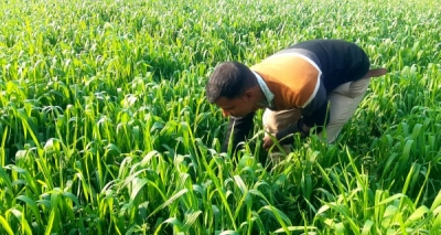  Farmers In Haryana Opting For Vegetables To Save Groundwater-TeluguStop.com