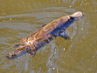  Fishing Net Ban To Protect South Australia's Platypuses-TeluguStop.com