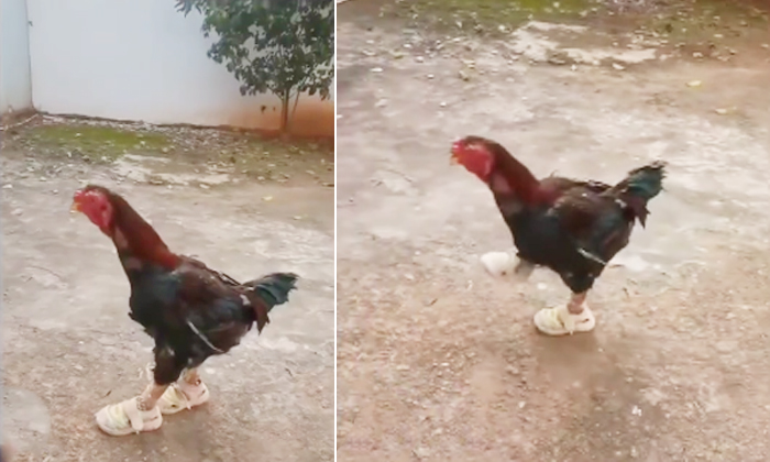  Hen Wearing Shoes Walking With Swag Video Viral Details, Hen, Viral Latest, News-TeluguStop.com
