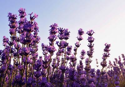  Himachal To Promote Lavender Cultivation-TeluguStop.com