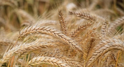 Hungary Joins Poland In Banning Grain From Ukraine To Protect Local Farmers Hungary Joins Poland In Banning Grain From Ukraine To Protect Local Farmers-TeluguStop.com