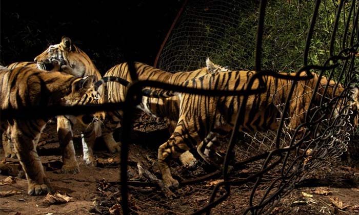 Telugu Number Tigers, Primenarendra, Tiger Reserve, Tigers-Latest News - Telugu