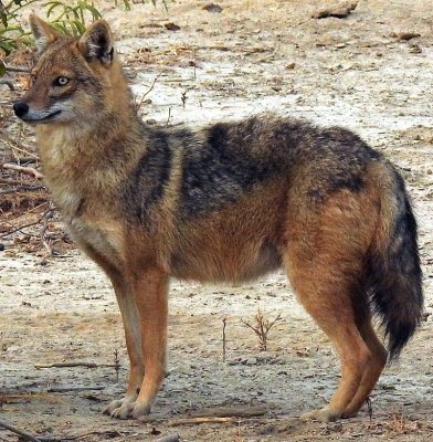  Jackal Rescued From Deep Borewell In Agra-TeluguStop.com