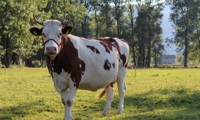 Telugu Animall, Anurag Bisoi, Bengaluru, Cattle Platm, Iit Delhi, Kirti Jangra,