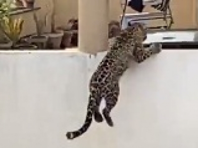  Leopard Rescued From House In Bihar's Bagaha-TeluguStop.com