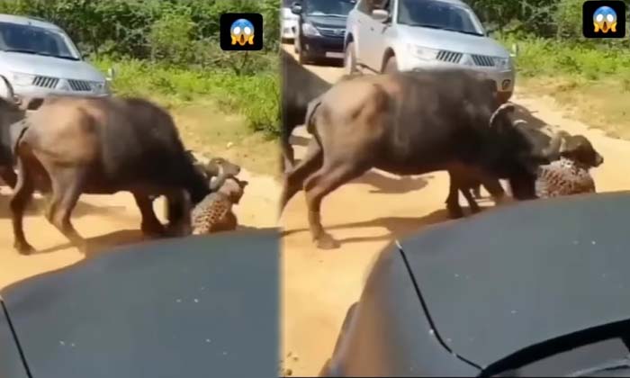  In The Blink Of An Eye, The Leopard Who Picked Up The Calf The Buffalo Chased It-TeluguStop.com