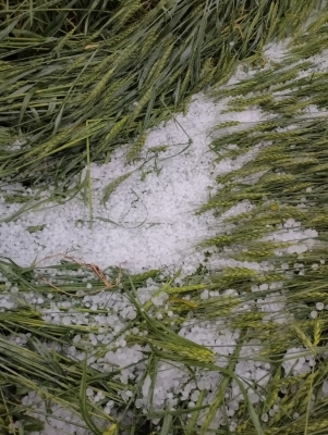  Madhya Pradesh Witnesses Unseasonal Rain, Hailstorm-TeluguStop.com