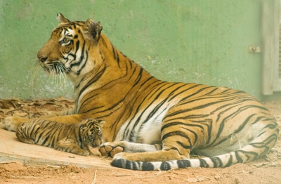  Maha's Tiger Count Triples Since 2010 Despite Poaching, Shrinking Corridors-TeluguStop.com