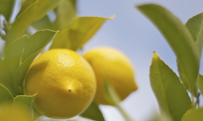  Methods Of Protecting Lemon Groves From Scabies , Scabies Pest, Lemon Groves, St-TeluguStop.com