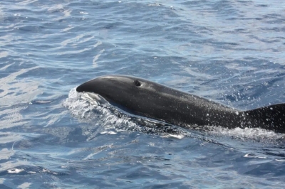  More Dolphins Washed Ashore Near Tokyo For 2nd Straight Day-TeluguStop.com