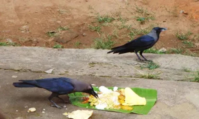 Telugu Balagam, Bhakti, Crow, Crow Pindam, Devotional, Garuda Puranam, Hindu Sas