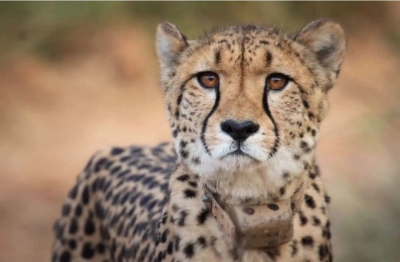  Namibian Male Cheetah 'oban' Moves Out Of Knp Again, Spotted In Forest, 15 Km Fr-TeluguStop.com