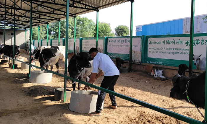 Telugu Animall, Anurag Bisoi, Bengaluru, Cattle Platm, Iit Delhi, Kirti Jangra,