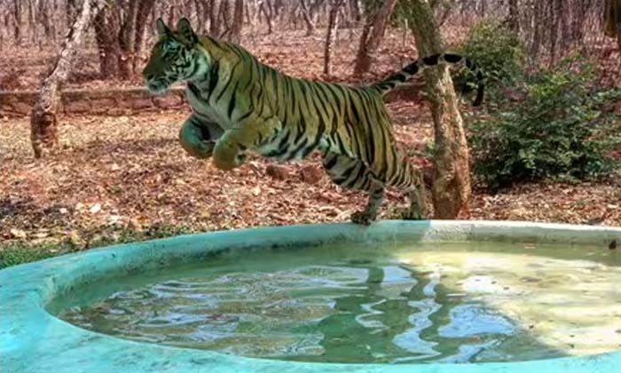 Telugu Number Tigers, Primenarendra, Tiger Reserve, Tigers-Latest News - Telugu