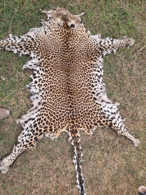  Odisha Police Seizes Leopard Skin, Arrests Two-TeluguStop.com