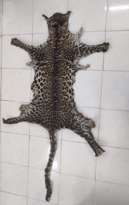  Odisha Stf Arrests One Person With Leopard Skin-TeluguStop.com