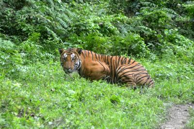  Post Kaziranga Expansion, Bodo Peace In Manas, Assam Expects Tiger Surge-TeluguStop.com