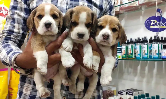 Telugu Dog Store, Nellore, Nellorepet, Nellore Vrc, Theft-Latest News - Telugu