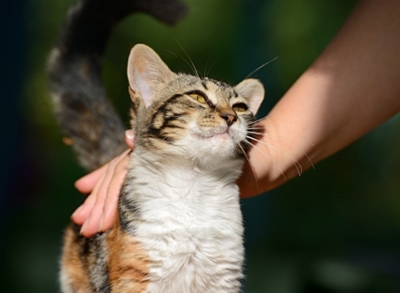  Rusty-spotted Cat Reunited With Her Kittens In Up Village-TeluguStop.com