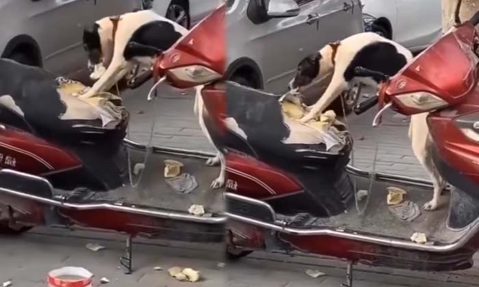  Viral A Pet Dog Who Took Revenge On The Owner For Being Attached To A Scooty ,p-TeluguStop.com