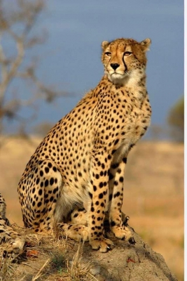  Second Cheetah Death At Mp's Kuno Within Month Raises Questions Over Officials'-TeluguStop.com