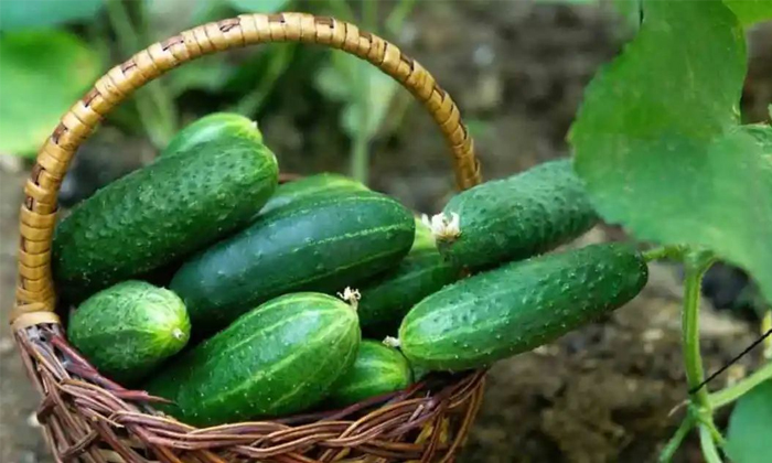  Side Effects Of Excessive Eating Of Cucumber In Summer Details, Side Effects ,ex-TeluguStop.com