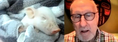  'succession' Star James Cromwell Rescues A Piglet From Going To Slaughterhouse-TeluguStop.com