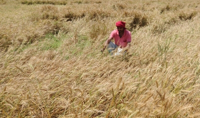  Ten Up Districts Suffer Crop Damage Due To Unseasonal Rain-TeluguStop.com