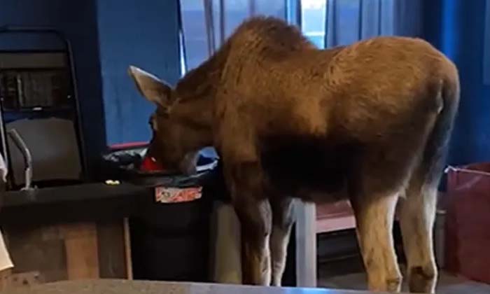  Moose Went To The Theater And Chewed Popcorn , Moose , Viral News, Viral Video,-TeluguStop.com