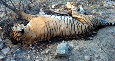 Tiger Dies In Up Under Mysterious Circumstances Tiger Dies In Up Under Mysterious Circumstances-TeluguStop.com