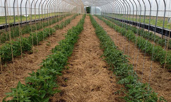  If Tomato Cultivation Is Done In Vertical Canopy System.. High Yield With Less I-TeluguStop.com