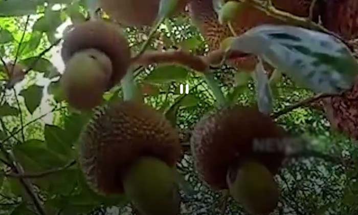 Variety Of Fruits Are Jackfruit.. People Are Surprised ,jackfruit, Cashew Shaped Variety Of Fruits Are Jackfruit.. People Are Surprised ,jackfruit, Cashew Shaped-TeluguStop.com