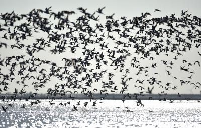 Wetlands In China See Over 550,000 Migratory Birds-TeluguStop.com
