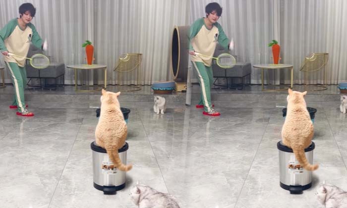  Viral: Can't Find People! Playing Badminton With Cats ,boy, Badminton, Cat, Lat-TeluguStop.com