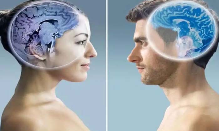  Are Women Brains Smaller Than Mens? Is It Big Studies That Revealed The Real Tr-TeluguStop.com