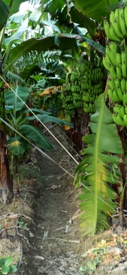  Young Innovator Turns Sitamarhi Village Into Bihar's Banana Hub-TeluguStop.com