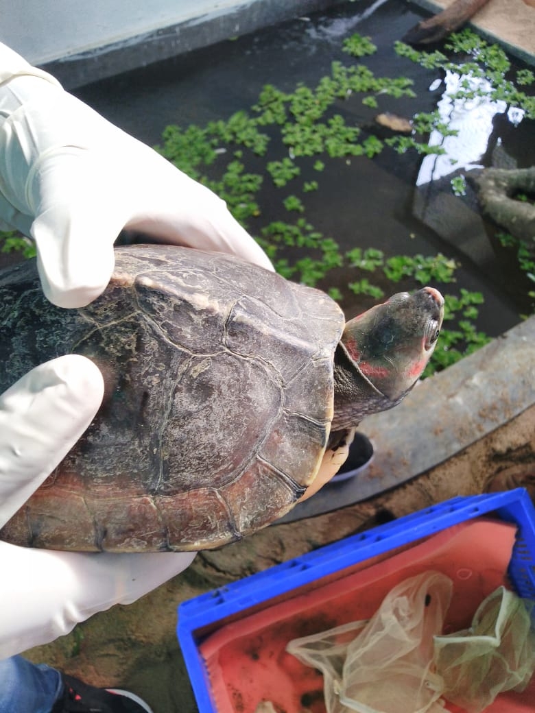  3 Arrested In Up, 13 Turtles Recovered-TeluguStop.com