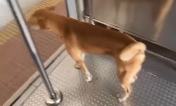  A Dog Who Is Boarding The Mumbai Train Everyday You Will Be Surprised If You Kno-TeluguStop.com