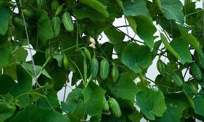 Telugu Agriculture, Copper, Donda Crop, Dymidhoet, Latest Telugu, Metalaxyl-Late