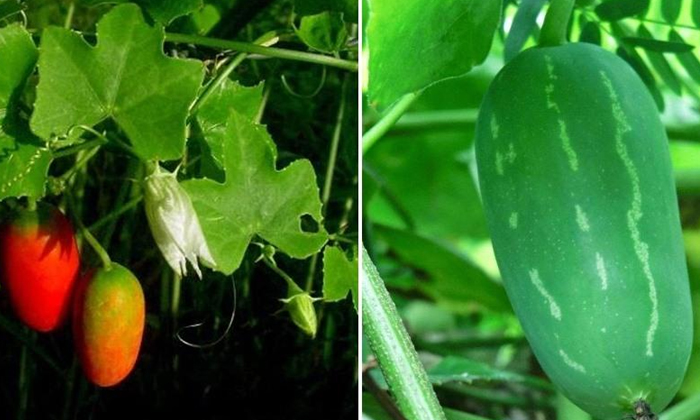 Telugu Agriculture, Copper, Donda Crop, Dymidhoet, Latest Telugu, Metalaxyl-Late