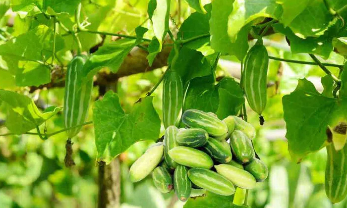  Actions For The Prevention Of Root Rot And Crazy Pests In Cultivation Of Donda ,-TeluguStop.com