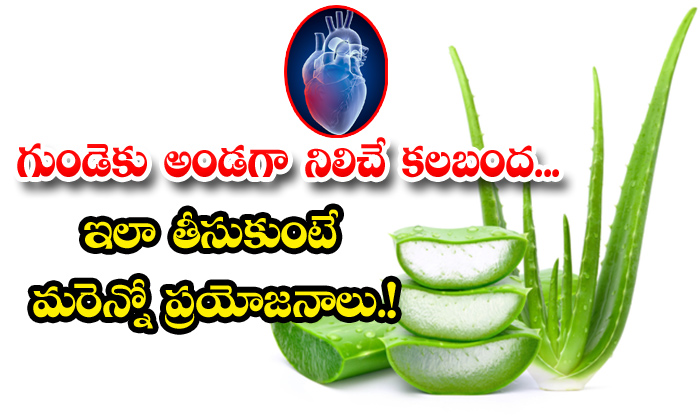 Aloe vera juice benefits in clearance telugu