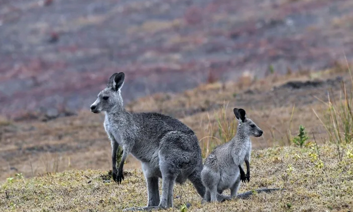 Telugu Australian, Boom Bust, Catherine, Dennis, Kangaroos-Telugu NRI