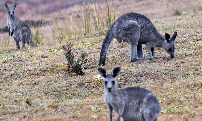 Telugu Australian, Boom Bust, Catherine, Dennis, Kangaroos-Telugu NRI