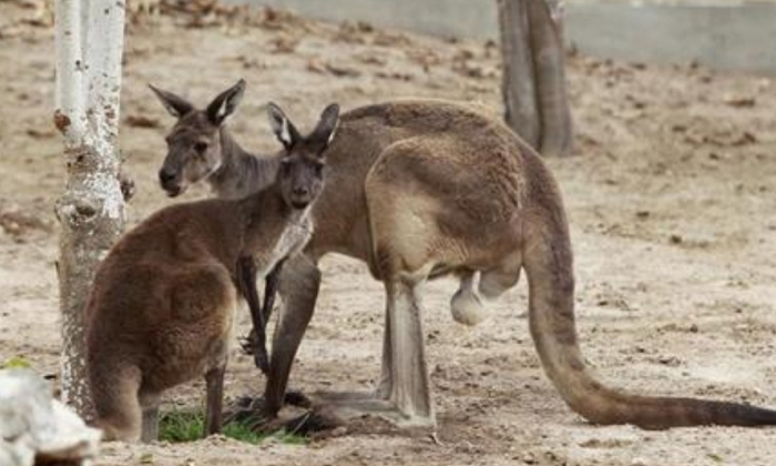  Australian Govt Officials Suggest Culling Kangaroos Before They Starve To Death,-TeluguStop.com